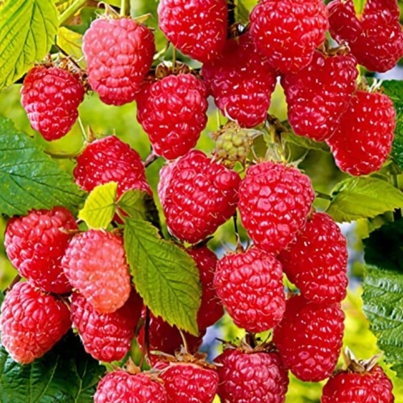 Homemade Raspberry Scrub Hand Soap - Picture 8 of 8